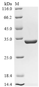 Greater than 90% as determined by SDS-PAGE.