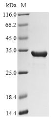 Greater than 90% as determined by SDS-PAGE.