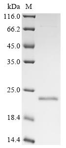 Greater than 85% as determined by SDS-PAGE.Recombinant Rotavirus Non-Structural Glycoprotein 4 (NSP4) Protein (His)