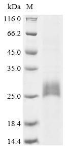 Greater than 90% as determined by SDS-PAGE.Recombinant Galleria Mellonella Serine Protease Inhibitor Dipetalogastin-Like (LOC113516003) Protein (His)