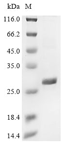 Greater than 85% as determined by SDS-PAGE.Recombinant Galleria Mellonella Uncharacterized Protein Loc113509844 (LOC113509844) Protein (His)