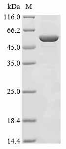 Greater than 85% as determined by SDS-PAGE.