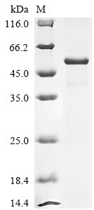 Greater than 85% as determined by SDS-PAGE.Recombinant Gossypium Hirsutum Transcription Factor Bhlh84-Like (LOC107908183) Protein (His-KSI)