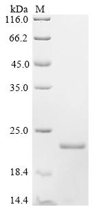 Greater than 90% as determined by SDS-PAGE.Recombinant Locusta Migratoria Obp10 Protein (OBP10) Protein (His)
