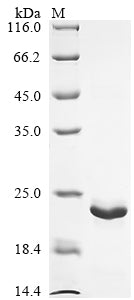 Greater than 90% as determined by SDS-PAGE.Recombinant Locusta Migratoria Obp10 Protein (OBP10) Protein (His)