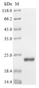 Greater than 90% as determined by SDS-PAGE.Recombinant Human Immunodeficiency Virus 1 Protein Rev (REV) Protein (His)