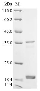 Greater than 90% as determined by SDS-PAGE.