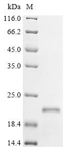 Greater than 85% as determined by SDS-PAGE.