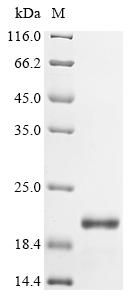 Greater than 90% as determined by SDS-PAGE.