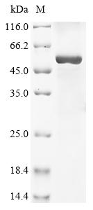 Greater than 85% as determined by SDS-PAGE.
