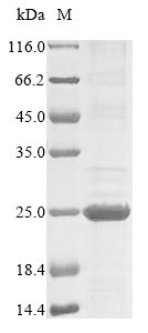 Greater than 85% as determined by SDS-PAGE.Recombinant Akkermansia Muciniphila Crossover Junction Endodeoxyribonuclease Ruvc (RUVC) Protein (His&Myc)