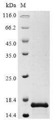Greater than 90% as determined by SDS-PAGE.Recombinant Influenza A Virus Protein Pb1-F2 (PB1) Protein (His-KSI)