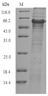 Greater than 90% as determined by SDS-PAGE.
