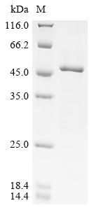 Greater than 85% as determined by SDS-PAGE.Recombinant Coxiella Burnetii Hypothetical Membrane Spanning Protein (CBU_1863) Protein (GST)