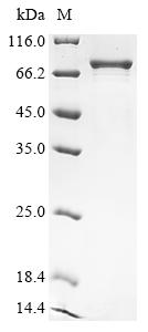 Greater than 85% as determined by SDS-PAGE.Recombinant Mouse Ga-Binding Protein Alpha Chain (GABPA) Protein (GST)