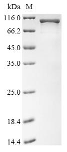 Greater than 85% as determined by SDS-PAGE.