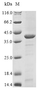 Greater than 85% as determined by SDS-PAGE.Recombinant Acinetobacter Baumannii Udp-3-O-Acyl-N-Acetylglucosamine Deacetylase (LPXC) Protein (His)