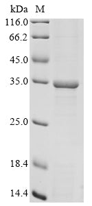 Greater than 85% as determined by SDS-PAGE.