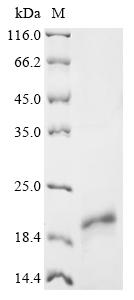 Greater than 85% as determined by SDS-PAGE.Recombinant Human Immunodeficiency Virus 1 Protein Tat (TAT) Protein (His)