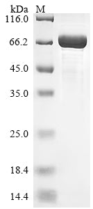 Greater than 85% as determined by SDS-PAGE.Recombinant Rhesus Macaque Neurofilament Light Polypeptide (NEFL) Protein (His)