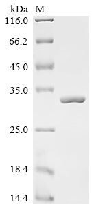 Greater than 90% as determined by SDS-PAGE.Recombinant Lactobacillus Casei 60 Kda Chaperonin (GROEL) Protein (His)