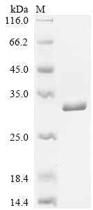 Greater than 90% as determined by SDS-PAGE.Recombinant Lactobacillus Casei 60 Kda Chaperonin (GROEL) Protein (His&Myc)