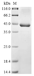 Greater than 85% as determined by SDS-PAGE.Recombinant Porphyromonas Gingivalis Major Fimbrium Subunit Fima Type-1 (FIMA) Protein (His&Myc)