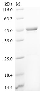 Greater than 85% as determined by SDS-PAGE.