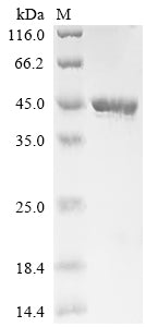 Greater than 90% as determined by SDS-PAGE.Recombinant Aspergillus Niger Aspergillus Niger Contig An12C0300, Genomic Contig (AN12G08930) Protein (His)