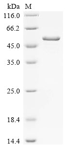 Greater than 90% as determined by SDS-PAGE.Recombinant Hypsizygus Marmoreus Putative Epoxide Hydrolase (HYPMA_001463) Protein (His)