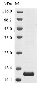 Greater than 90% as determined by SDS-PAGE.Recombinant Klebsiella Pneumoniae Undecaprenyl Phosphate-Alpha-4-Amino-4-Deoxy-L-Arabinose Arabinosyl Transferase (ARNT) Protein (His)