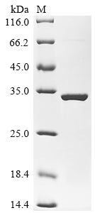 Greater than 90% as determined by SDS-PAGE.Recombinant E.Coli O157:H7 3-Deoxy-Manno-Octulosonate Cytidylyltransferase (KDSB) Protein (His)