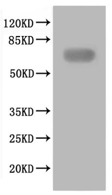 Greater than 90% as determined by SDS-PAGE.