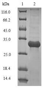 Greater than 90% as determined by SDS-PAGE.