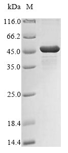 Greater than 85% as determined by SDS-PAGE.Recombinant Klebsiella Pneumoniae Udp-3-O-Acyl-N-Acetylglucosamine Deacetylase (LPXC) Protein (His&Myc)