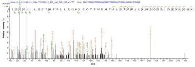 Based on the SEQUEST from database of E.coli host and target protein, the LC-MS/MS Analysis result of this product could indicate that this peptide derived from E.coli-expressed Helicobacter pylori (strain G27) murI.