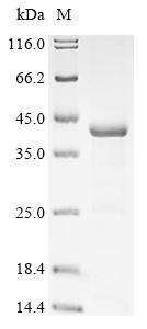 Greater than 85% as determined by SDS-PAGE.