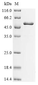 Greater than 90% as determined by SDS-PAGE.