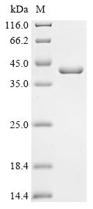 Greater than 90% as determined by SDS-PAGE.