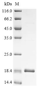 Greater than 85% as determined by SDS-PAGE.Recombinant Mycobacteroides Abscessus Esat-6-Like Protein (D2E76_02620) Protein (His&Myc)
