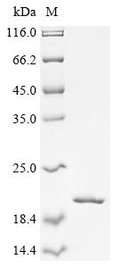 Greater than 90% as determined by SDS-PAGE.Recombinant Mycobacteroides Abscessus Esat-6-Like Protein (ESXT) Protein (His&Myc)