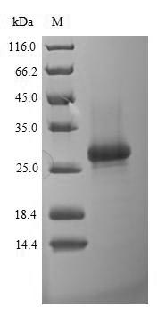 Greater than 90% as determined by SDS-PAGE.