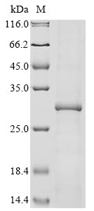 Greater than 85% as determined by SDS-PAGE.Recombinant Coxiella Burnetii 60 Kda Chaperonin (GROL) Protein (His&Myc)