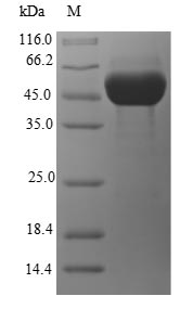 Greater than 90% as determined by SDS-PAGE.
