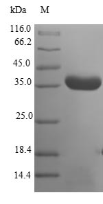 Greater than 90% as determined by SDS-PAGE.