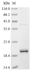 Greater than 85% as determined by SDS-PAGE.Recombinant Mesocricetus Auratus T-Cell Surface Glycoprotein Cd8 Alpha Chain (CD8A) Protein (His&StrepII)
