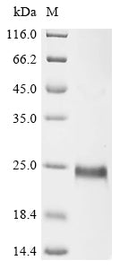 Greater than 90% as determined by SDS-PAGE.Recombinant Mesocricetus Auratus Cd27 Antigen (CD27) Protein (His&StrepII)