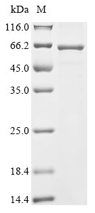 Greater than 85% as determined by SDS-PAGE.Recombinant Mesocricetus Auratus Neuropilin (NRP1) Protein (His&StrepII)