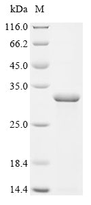 Greater than 90% as determined by SDS-PAGE.Recombinant Mesocricetus Auratus Interleukin-1 (IL1A) Protein (His&StrepII)