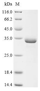 Greater than 90% as determined by SDS-PAGE.Recombinant Mesocricetus Auratus Multifunctional Fusion Protein (IL1B) Protein (His&StrepII)